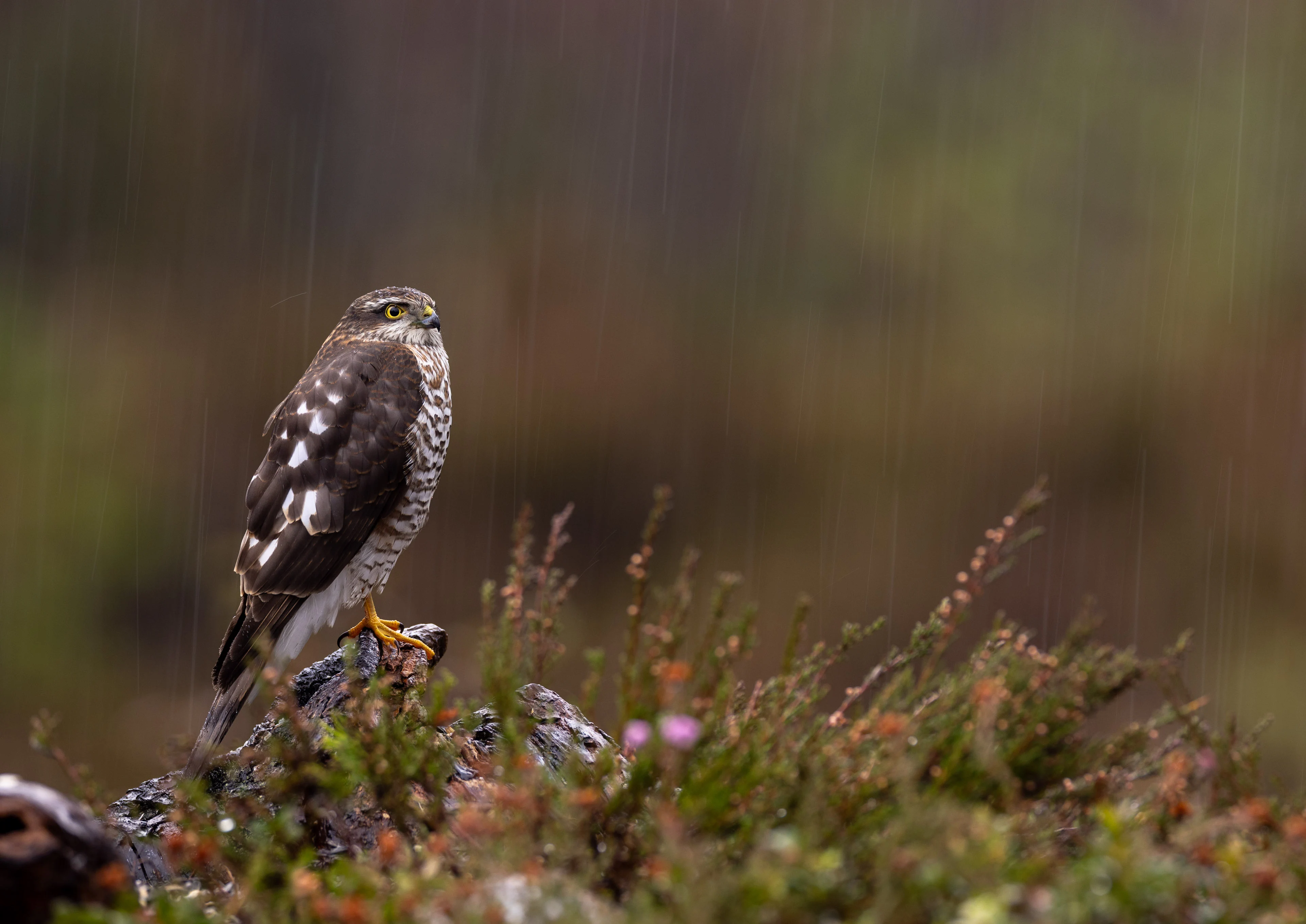 Instagram Post Placeholder